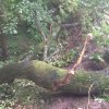 20150729 00564 Baum auf Gleise